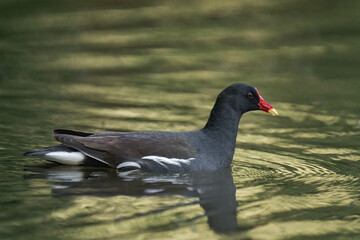 Moorhen swimming in a lake during summer.