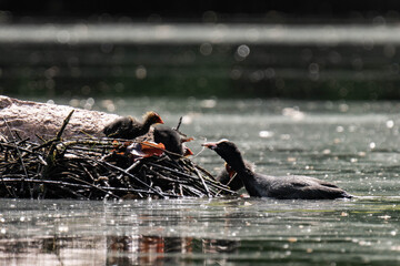 Common coot nest with little coots.