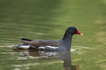 Moorhen swimming in a lake during summer.