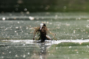 Common coot swimming on a lake and gathering grass for its nest.