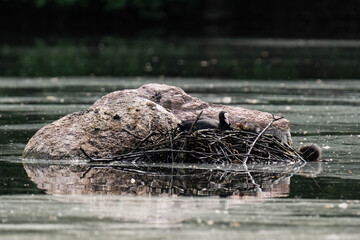 Common coot nest with little coots.