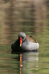 Moorhen swimming in a lake during summer.