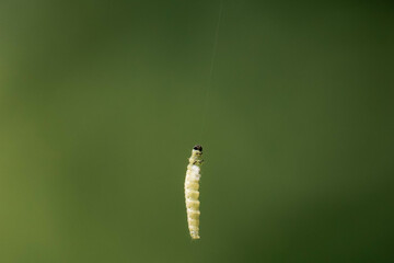 Green caterpillar hanging on a tiny thread.