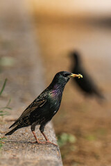 Common starling (Sturnus vulgaris) with caterpillars in its beak.