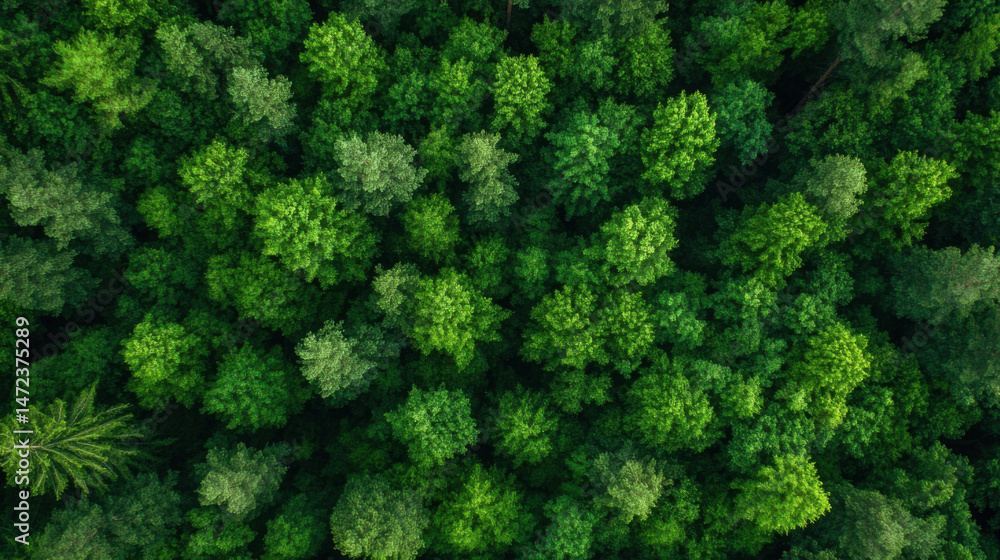 Poster aerial view of a lush, green forest canopy, showcasing a dense collection of trees from a high-altit