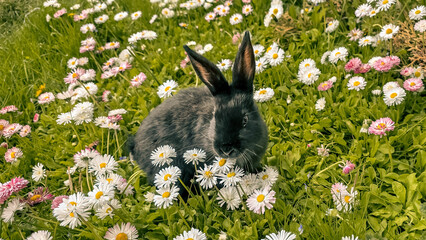 Black baby- rabbit Bunny outdoor in beautiful meadow with marguerite daisy flowers in spring close-up © Антонина Шатревич