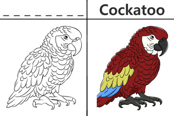 Cockatoo coloring pages for kids and learn to recognize letters, animal recognition cards media for various games in early childhood learning