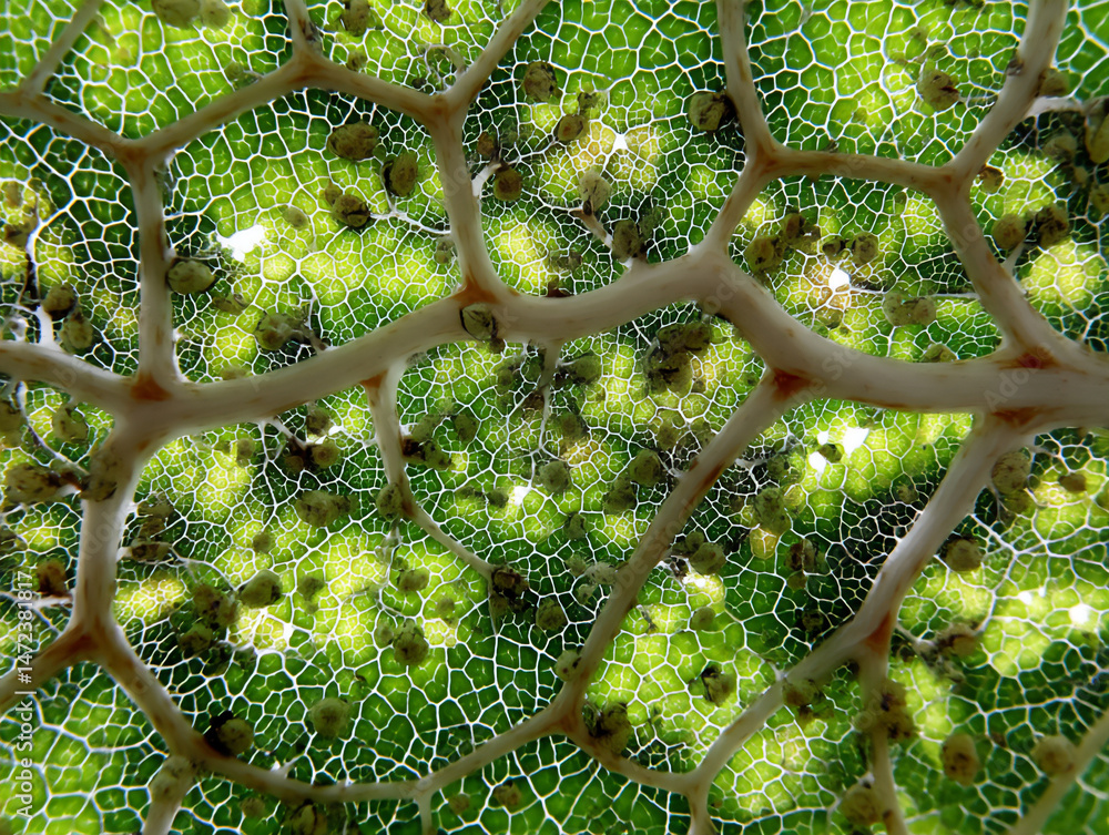 Poster a macro view of the intricate veining pattern on a translucent green leaf in the summer sunlight.