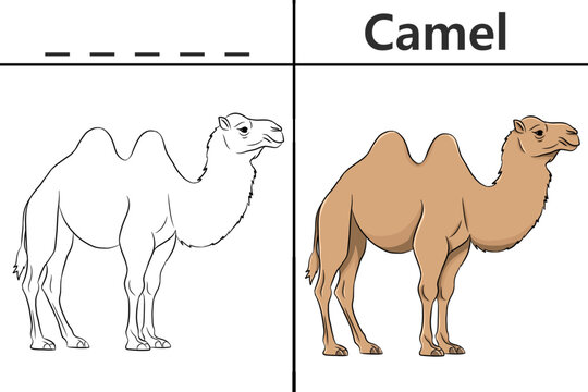 Camel coloring pages for kids and learn to recognize letters, animal recognition cards media for various games in early childhood learning