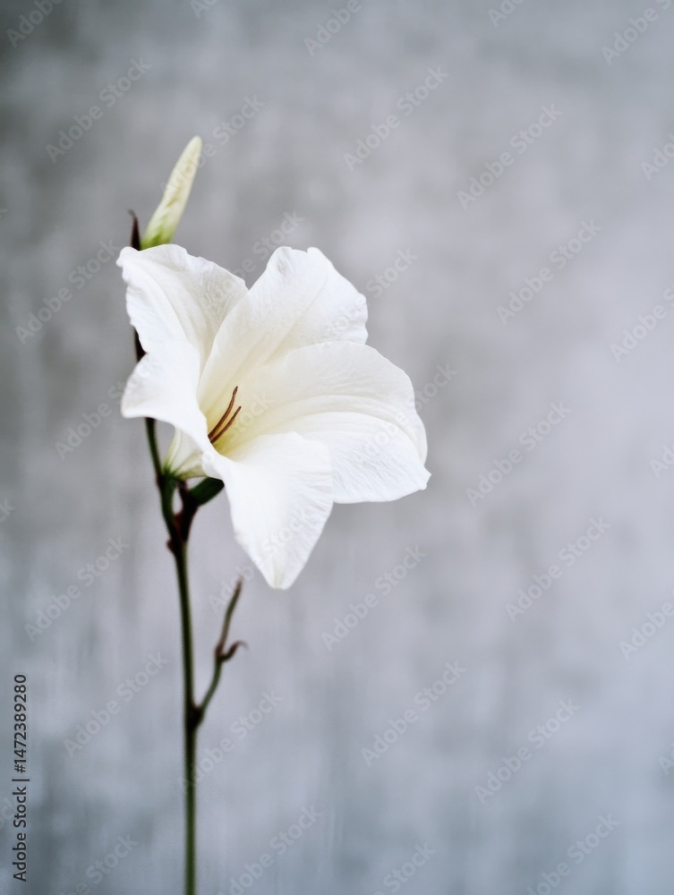 Poster single white flower, elegant and delicate, blooms against a muted gray background, showcasing its pr