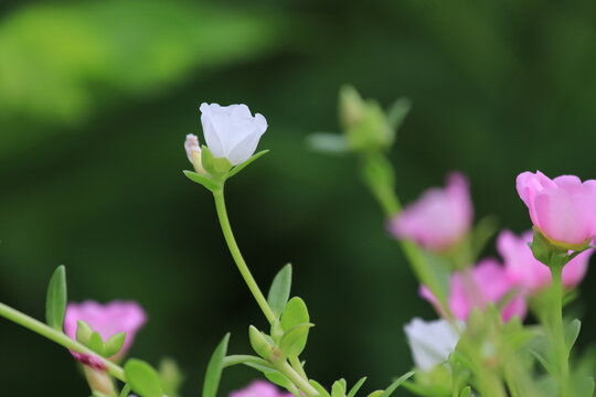 Small white and pink moss rose flowers blooming in garden with fresh green leaves, soft natural light and gentle bokeh background, delicate spring and summer floral scene, shallow depth of field, sele
