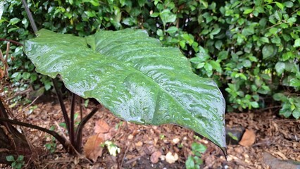 Wet Alocasia Serendipity Leaf: High Quality Close-Up with Raindrops, Lush Green Foliage with Blurred Background. Large and green leaves.