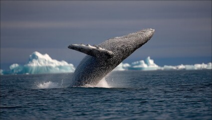 Fototapeta premium A humpback whale breaches majestically, its massive body arcing out of the ocean, against a backdrop of stunning arctic icebergs under a dramatic sky. : Generative AI