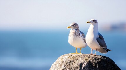 Fototapeta premium Two seagulls perched on a rock overlooking a calm ocean, enjoying the sunny day. Their white and gray plumage contrasts beautifully against the blue water. : Generative AI