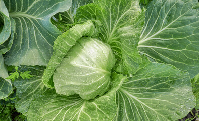 Close up photo of cabbage on an organic plantation, selective focus.