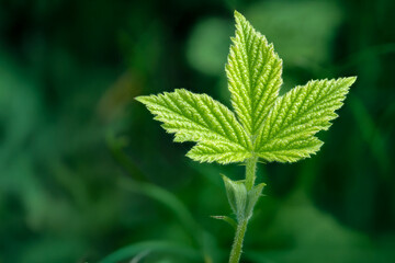 Close-Up of Single Green Leaf Against a Soft Blurred Background