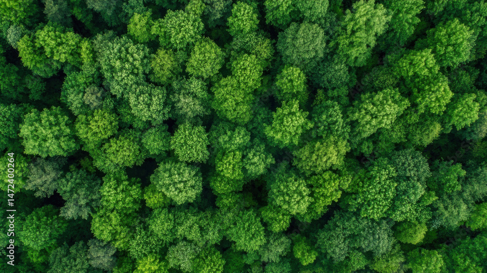 Aufkleber aerial view of a lush, green forest canopy, showing dense treetops from above. the vibrant foliage c