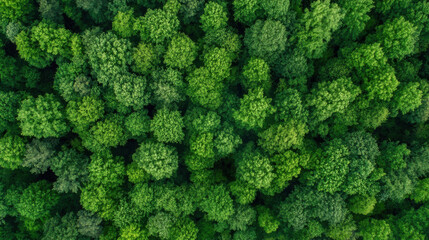 Aerial view of a lush, green forest canopy, showing dense treetops from above.  The vibrant foliage creates a textured, natural pattern. : Generative AI