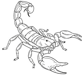 Line art vector illustration of a scorpion with raised pincers and curled tail, emphasizing its segmented body, claws, and venomous stinger in a defensive pose.