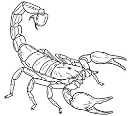 Line art vector illustration of a scorpion with raised pincers and curled tail, emphasizing its segmented body, claws, and venomous stinger in a defensive pose.