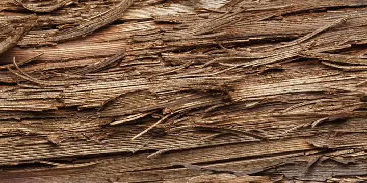 Old grapevine bark