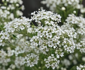 Fototapeta premium Delicate gypsophila blooms, tiny white petals, close-up view , white flowers, spring, botanical photography