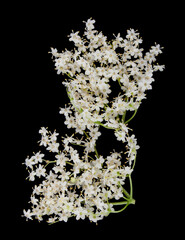 Elderberry flowers isolated on black background.