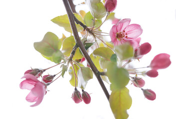Very beautiful blossoming apple tree. Delicate pink flowers of apple tree. Flower buds.