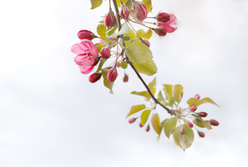Naklejka premium Very beautiful blossoming apple tree. Delicate pink flowers of apple tree. Flower buds.