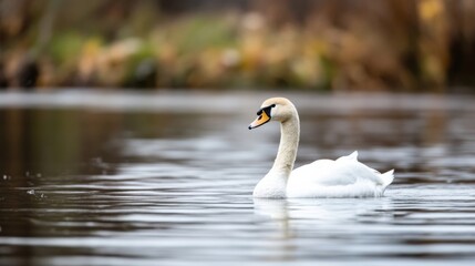 Obraz premium Elegant white swan gracefully swimming on calm lake water, autumnal blurred background. : Generative AI