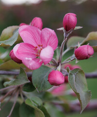 Very beautiful blossoming apple tree. Delicate pink flowers of apple tree. Apple tree in blossom.