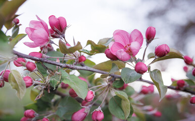 Very beautiful blossoming apple tree. Delicate pink flowers of apple tree. Apple tree in blossom.