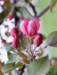 Very beautiful blossoming apple tree. Delicate pink flowers of apple tree. Apple tree in blossom.