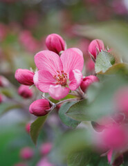 Very beautiful blossoming apple tree. Delicate pink flowers of apple tree. Apple tree in blossom.