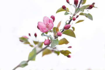 Very beautiful blossoming apple tree. Delicate pink flowers of apple tree. Apple tree in blossom.