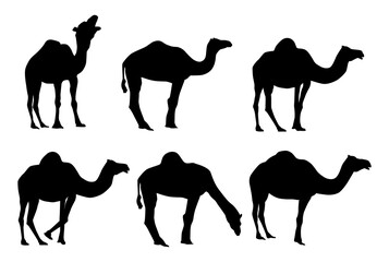 Vector silhouettes of Camel in different pose, full body standing isolated. Pack animals in desert regions like Mecca and Africa.