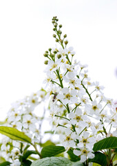 Delicate flowers of bird cherry. Inflorescences of bird cherry.