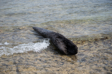 Obraz premium Driftwood on the beach in Trelawny, Jamaica 
