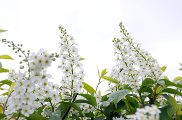 Delicate flowers of bird cherry. Inflorescences of bird cherry.