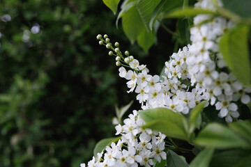 Delicate flowers of bird cherry. Inflorescences of bird cherry.
