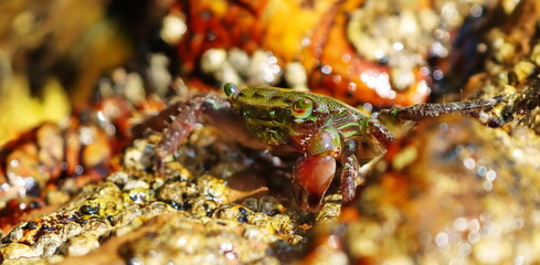Marbled rock crab on seashore, Pachygrapsus marmoratus, Adriatic Sea