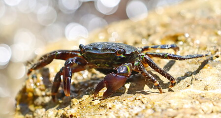 Marbled rock crab on seashore, Pachygrapsus marmoratus, Adriatic Sea