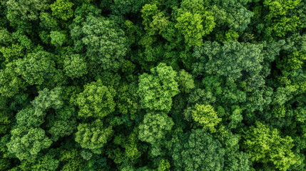 Naklejka premium Aerial view of a lush, green forest canopy, showcasing dense foliage and vibrant summer colors. The image provides a textured, natural backdrop ideal for environmental themes. : Generative AI