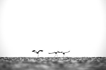 Silhouette of Greater Flamingos takeoff at Asker coast during sunrise, Bahrain