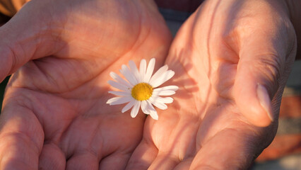 Close up of hands cradling delicate white daisy flower in sunlight. Demonstrates care, tenderness, and connection to nature. Suitable for themes of love, nature, and human touch
