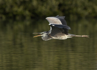 Grey Heron flying at Tubli bay, Bahrain