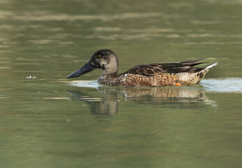 Closeup of a Northern Shoveler at Tubli bay, Bahrain