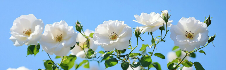 Obraz premium Closeup of several white roses blooming on a bush against a vibrant blue sky, showcasing their delicate petals and vibrant stamens. : Generative AI