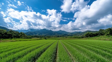 Fototapeta premium Lush green rice paddy field stretches towards a majestic mountain range under a vibrant blue sky dotted with fluffy white clouds, creating a serene and picturesque landscape. : Generative AI