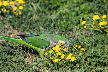 green parrot and yellow flowers	

